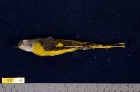 藏品(灰喉山椒鳥)的圖片